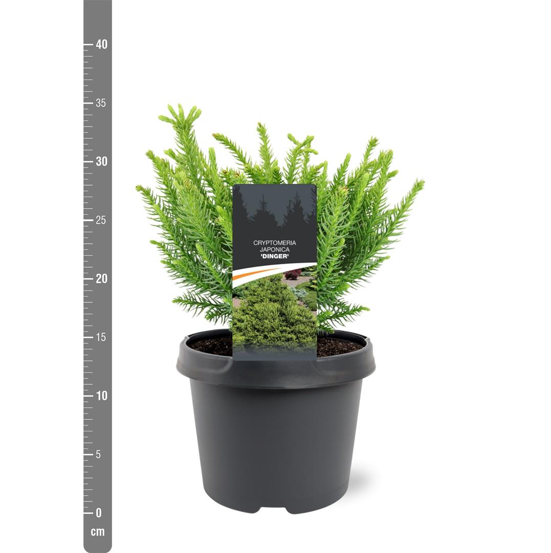 Cryptomeria j. &