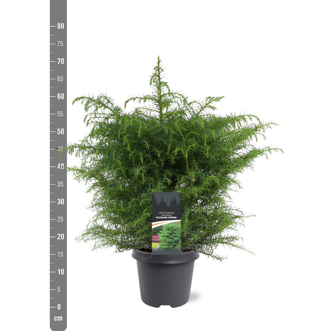 Cryptomeria japonica &