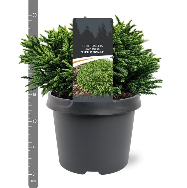 Cryptomeria j. &