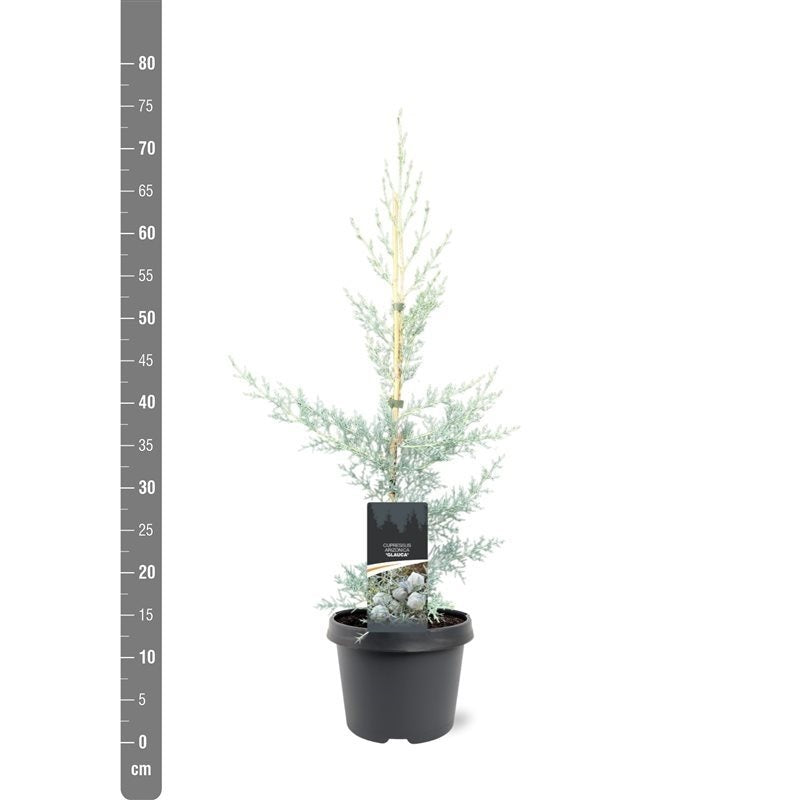 Cupressus ariz. &
