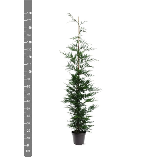 Cupressocyparis leylandii 175-200 cm rotklump