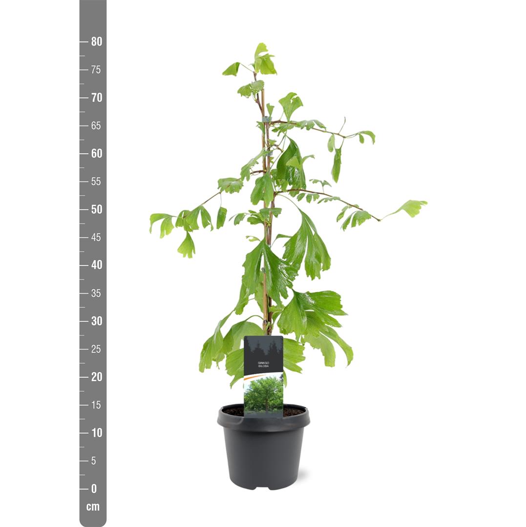 Ginkgo biloba Stamträd 8-10 cm C50 (50 liters kruka)