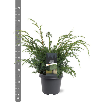 Juniperus chinensis &