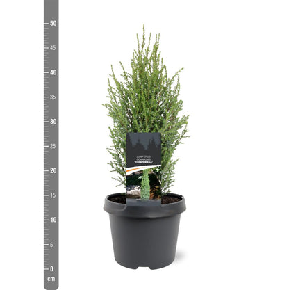 Juniperus communis &