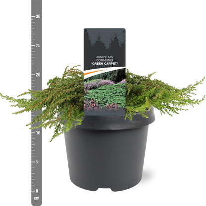 Juniperus comm. &