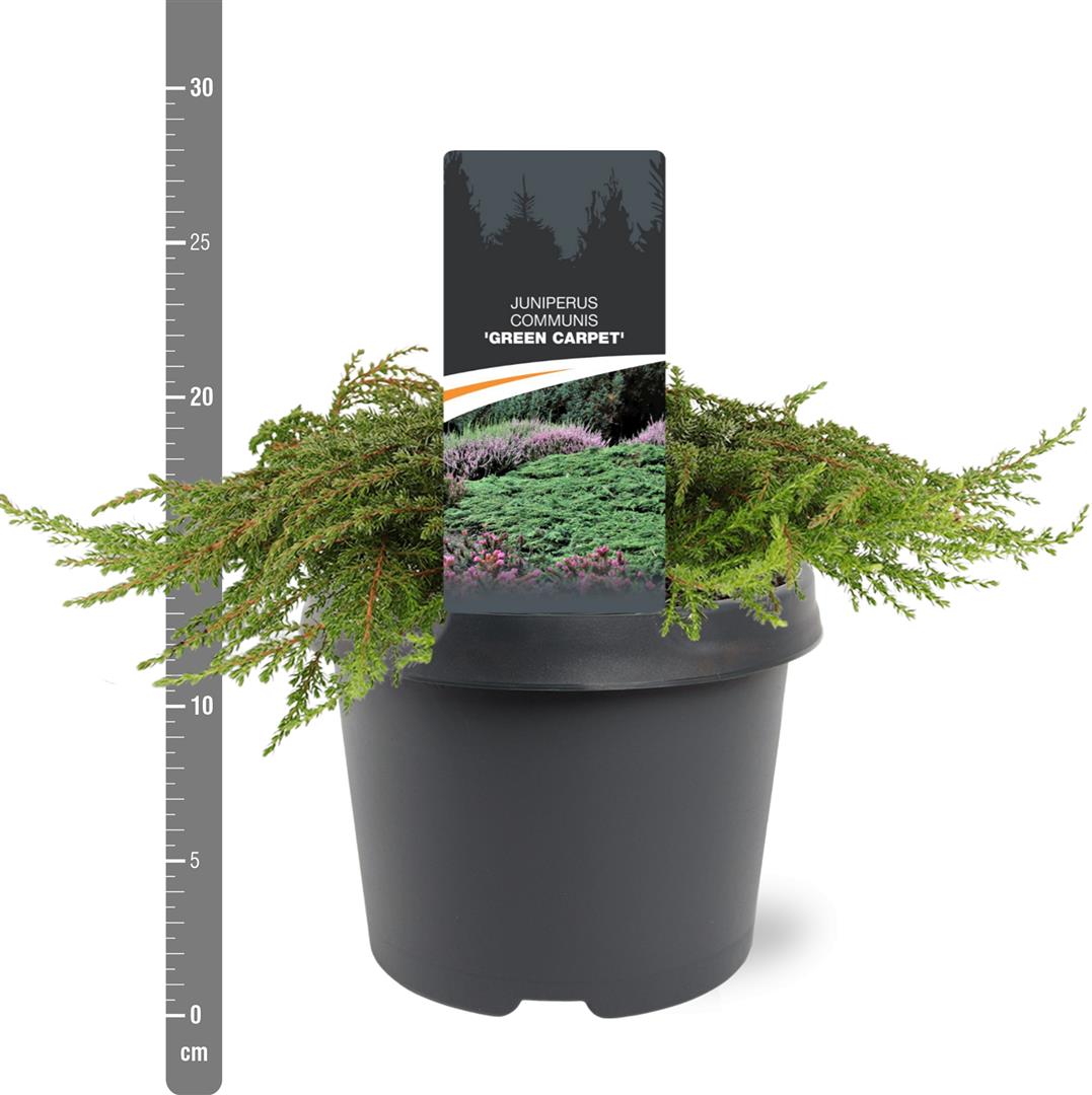 Juniperus comm. &