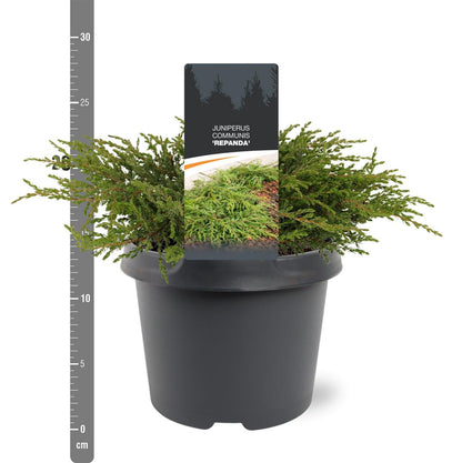 Juniperus communis &