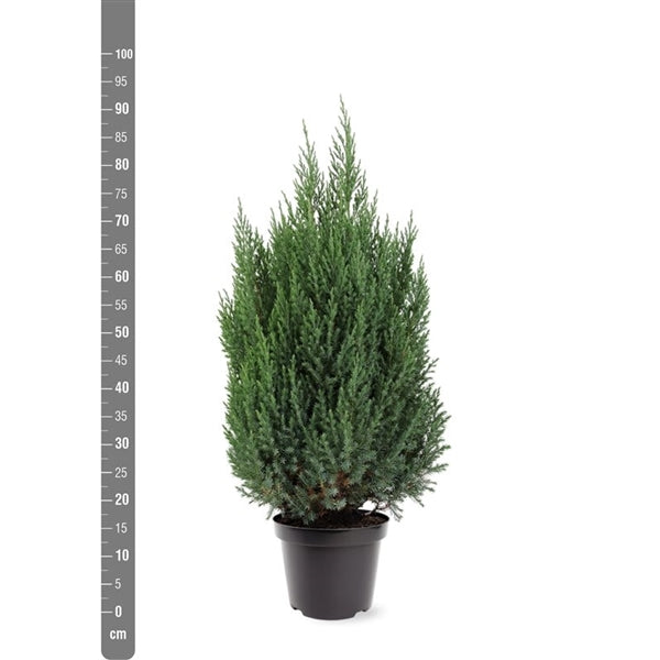 Juniperus chin. &