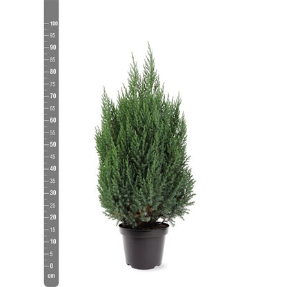 Juniperus chin. &