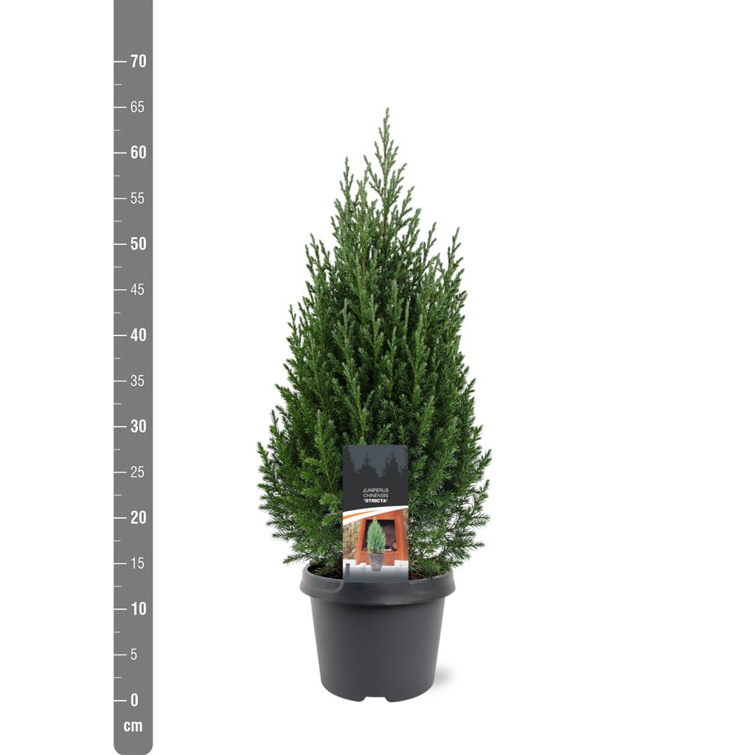 Juniperus chinensis &