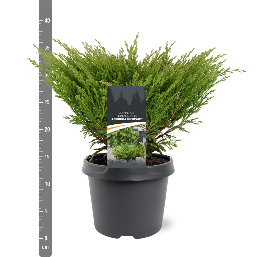 Juniperus horizontalis &