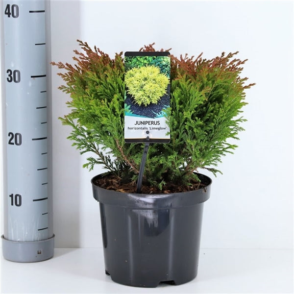 Juniperus hor. &
