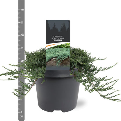 Juniperus hor. &