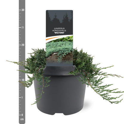 Juniperus hor. &