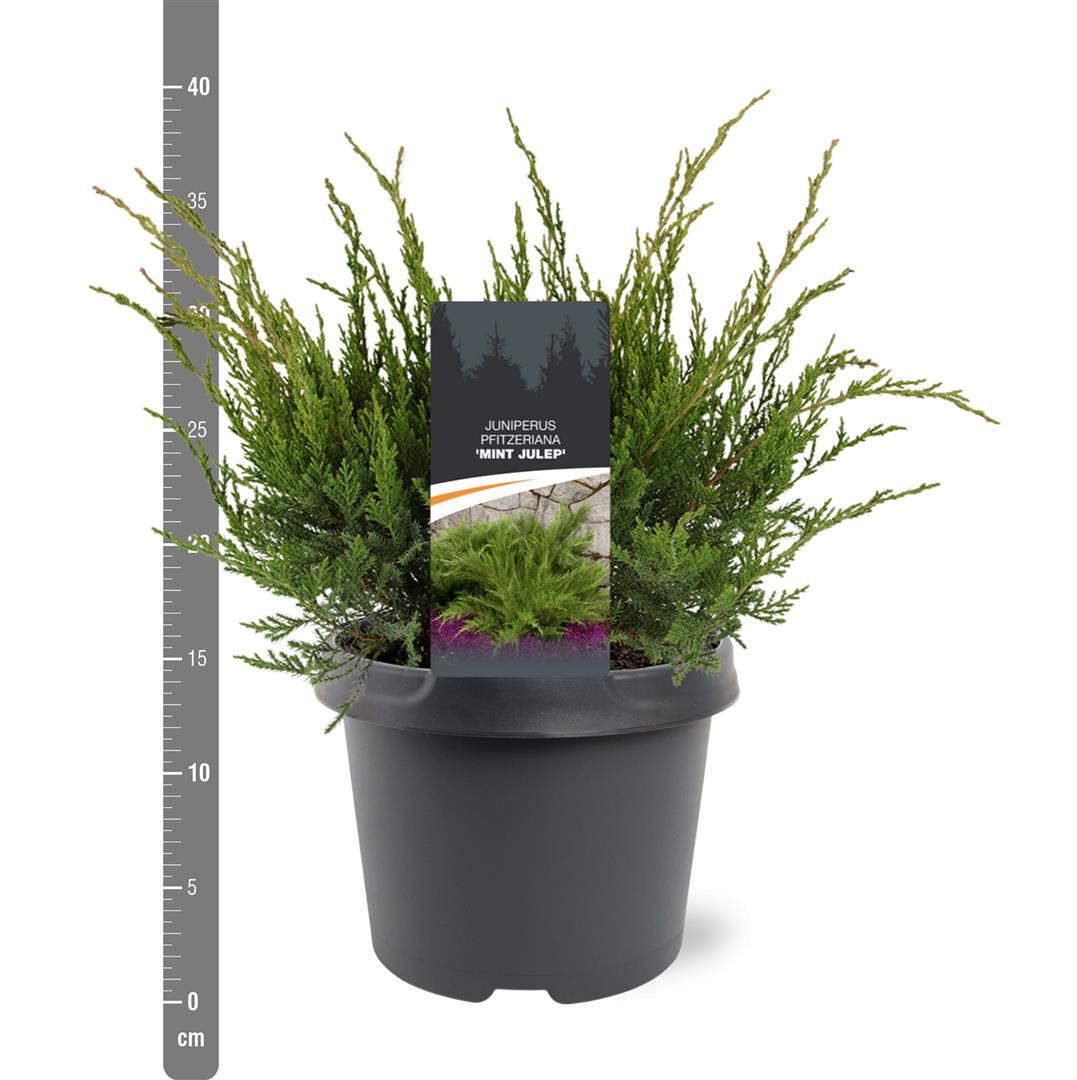 Juniperus pf. &