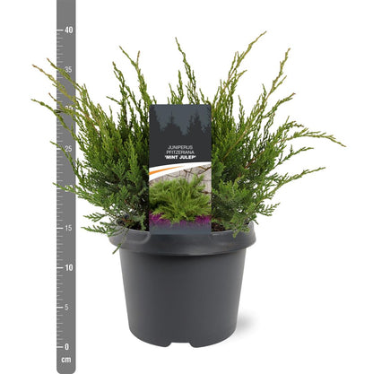 Juniperus pf. &