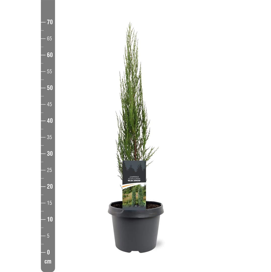 Juniperus scop. &