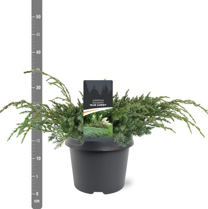 Juniperus squamata &