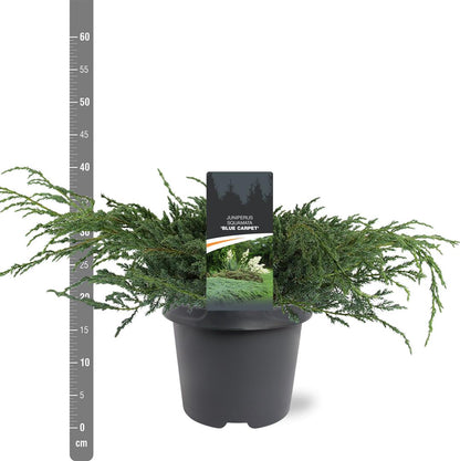 Juniperus squamata &