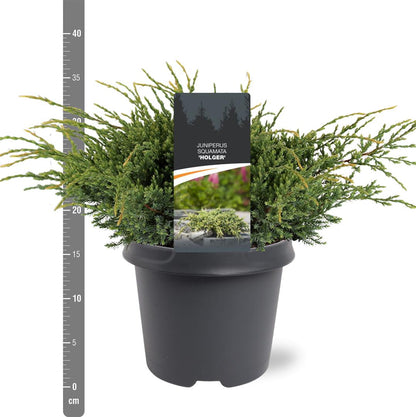 Juniperus squamata &