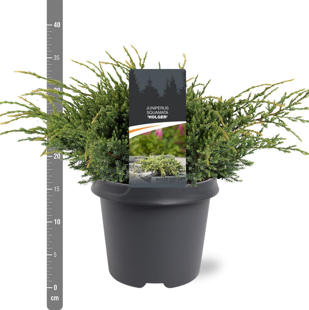 Juniperus squamata &