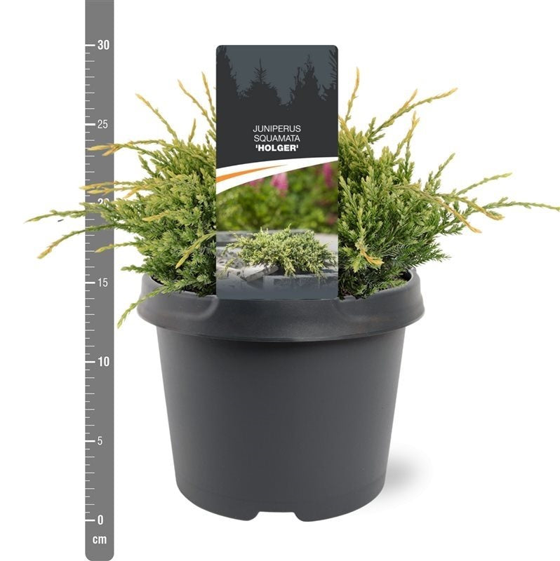 Juniperus squamata &