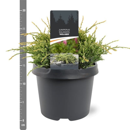 Juniperus squamata &