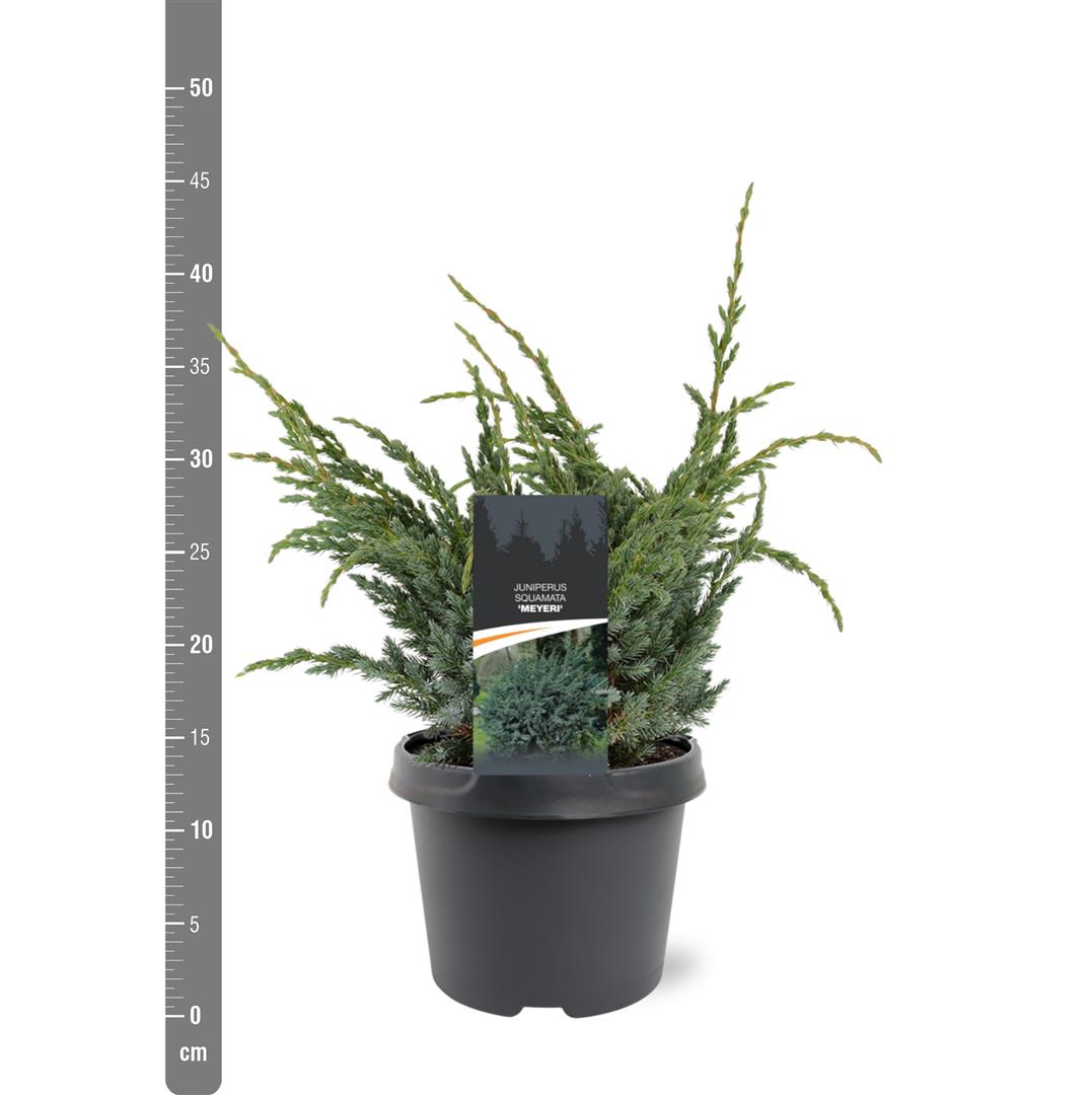 Juniperus squamatus &