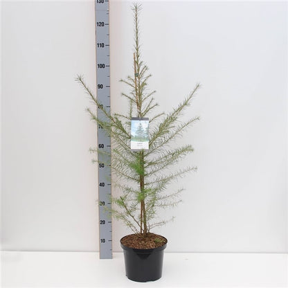 Larix decidua 80-100 cm, C5 (5 liters kruka)