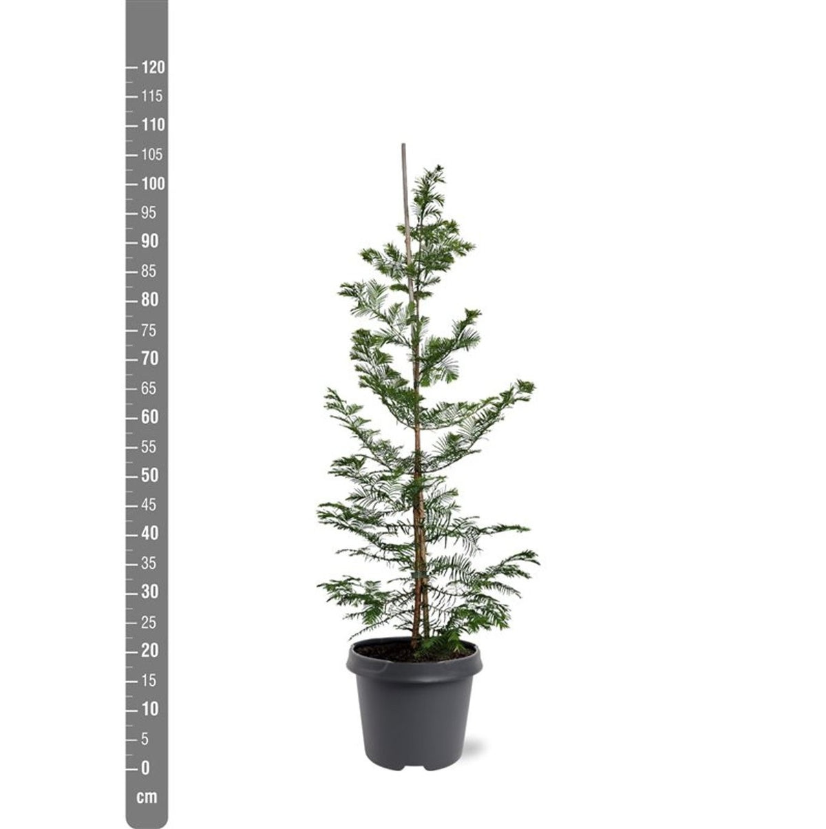 Metasequoia glyptostroboides 10-12 cm C50 (50 liters kruka) fjäderformad