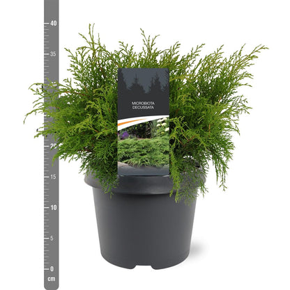 Microbiota decussata 30-40 cm, C3 (3 liters kruka)