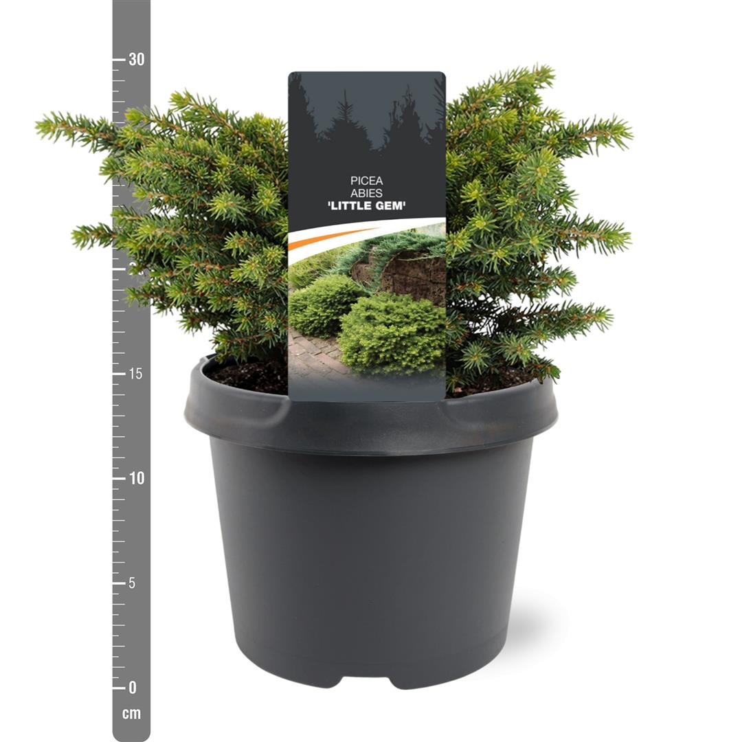 Picea abies &