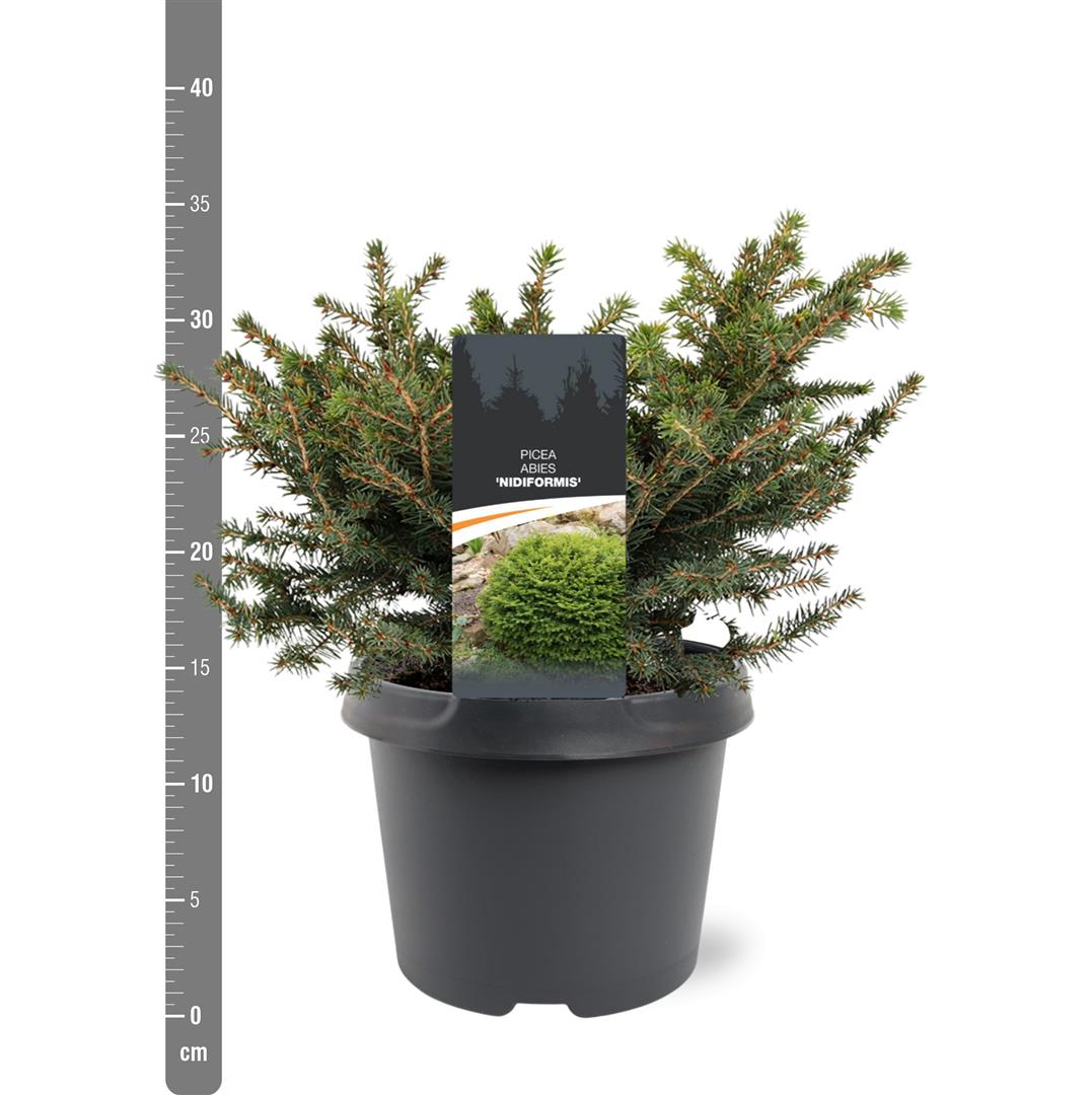 Picea abies &