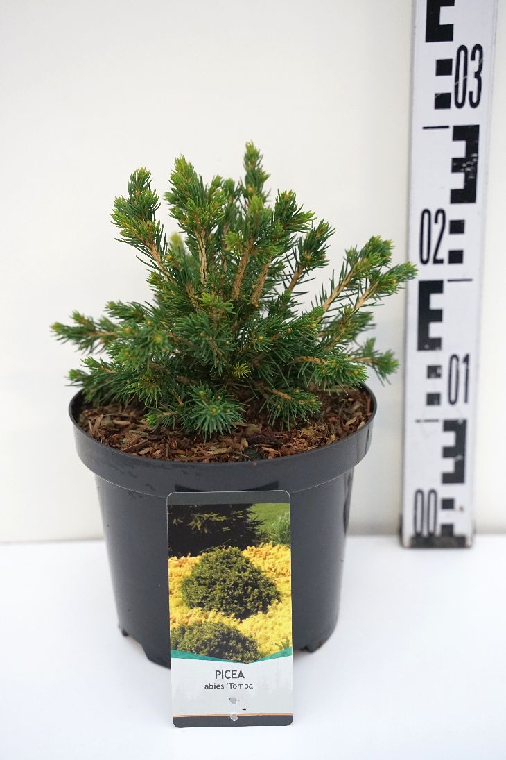Picea abies &