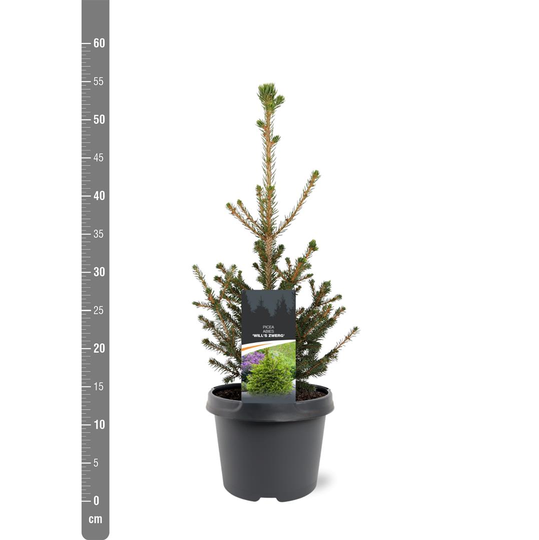 TW-2763790