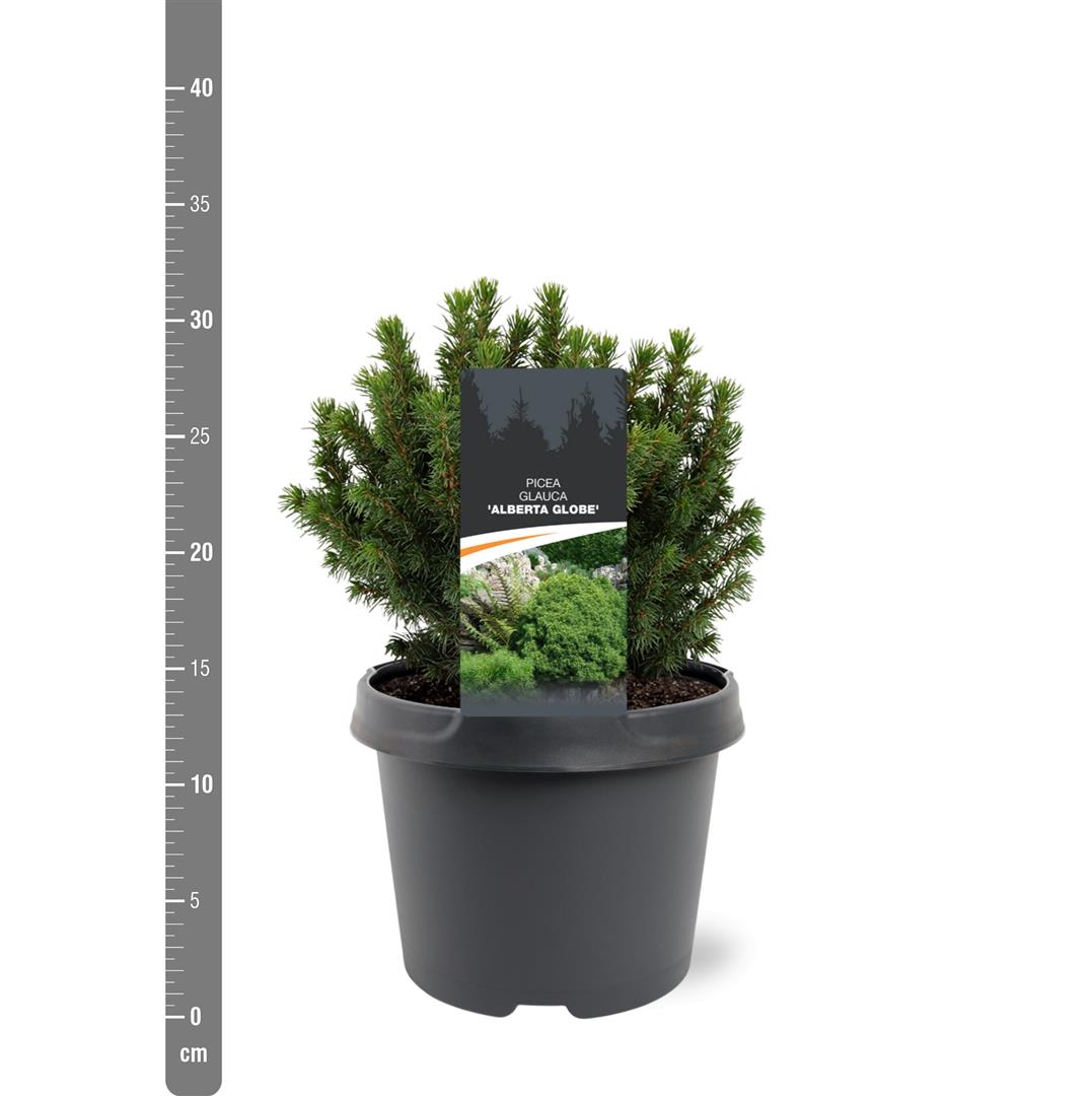 Picea glauca &