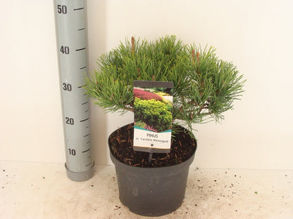 Pinus mugo &