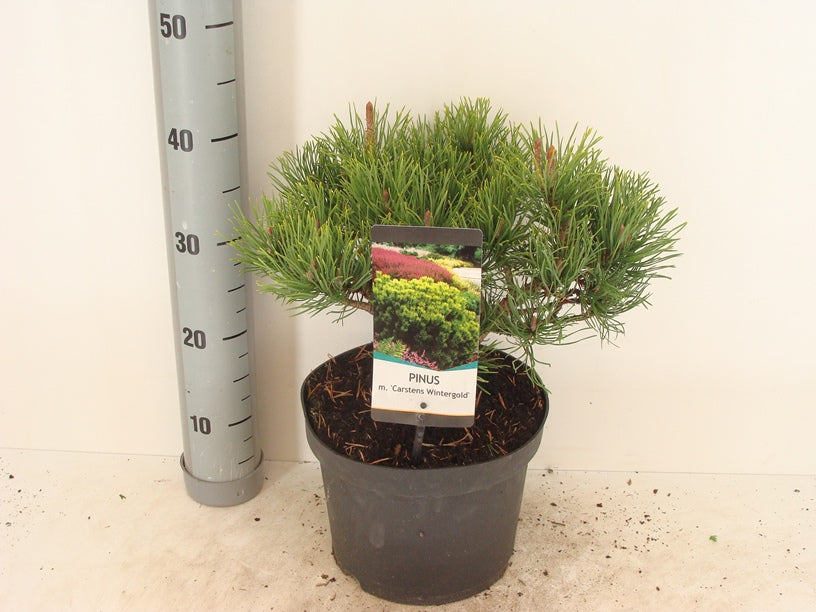 Pinus mugo &