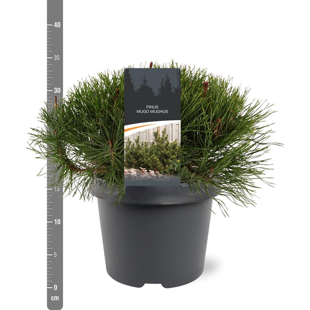 Pinus mugo mugo (mughus) C1 (1 liters kruka) 15-20 cm