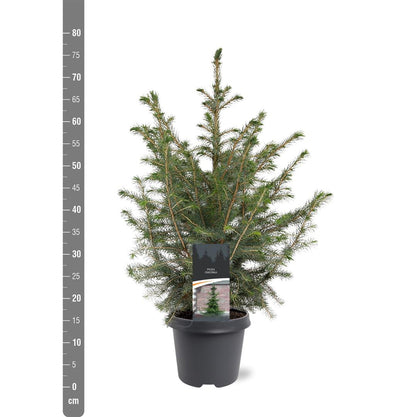 Picea omorika C5 (5 liters kruka) / 23 cm kruka 50-60 cm