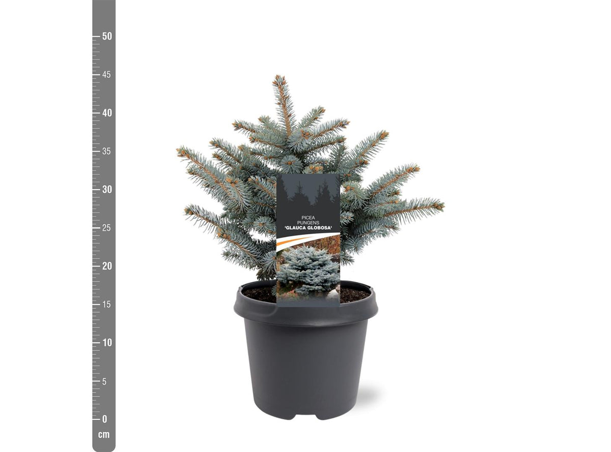 Picea pungens &