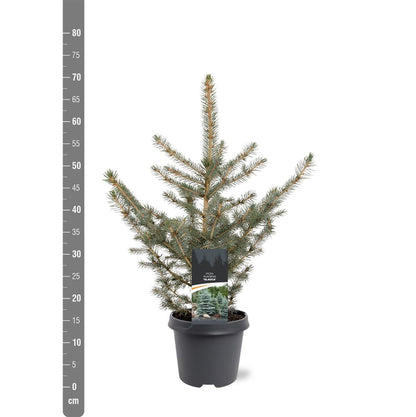 Picea pungens glauca C5 (5 liters kruka) / 23 cm kruka 40-50 cm
