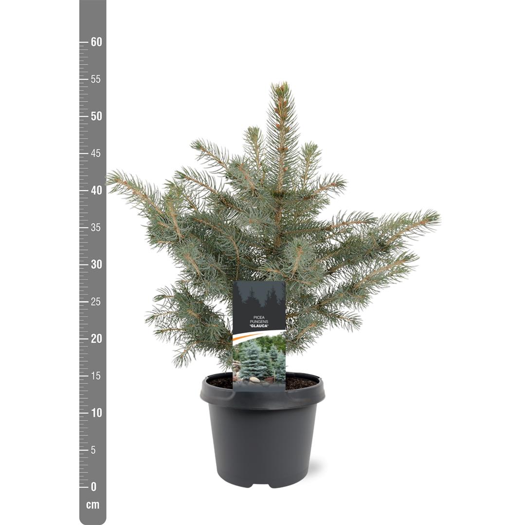 Picea pungens glauca C3 (3 liters kruka) / 19 cm kruka 25-30 cm
