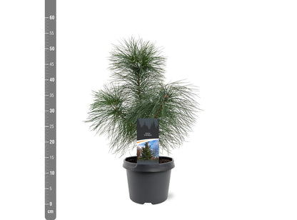 Pinus strobus C3 (3 liters kruka) / 19 cm kruka 30-40 cm