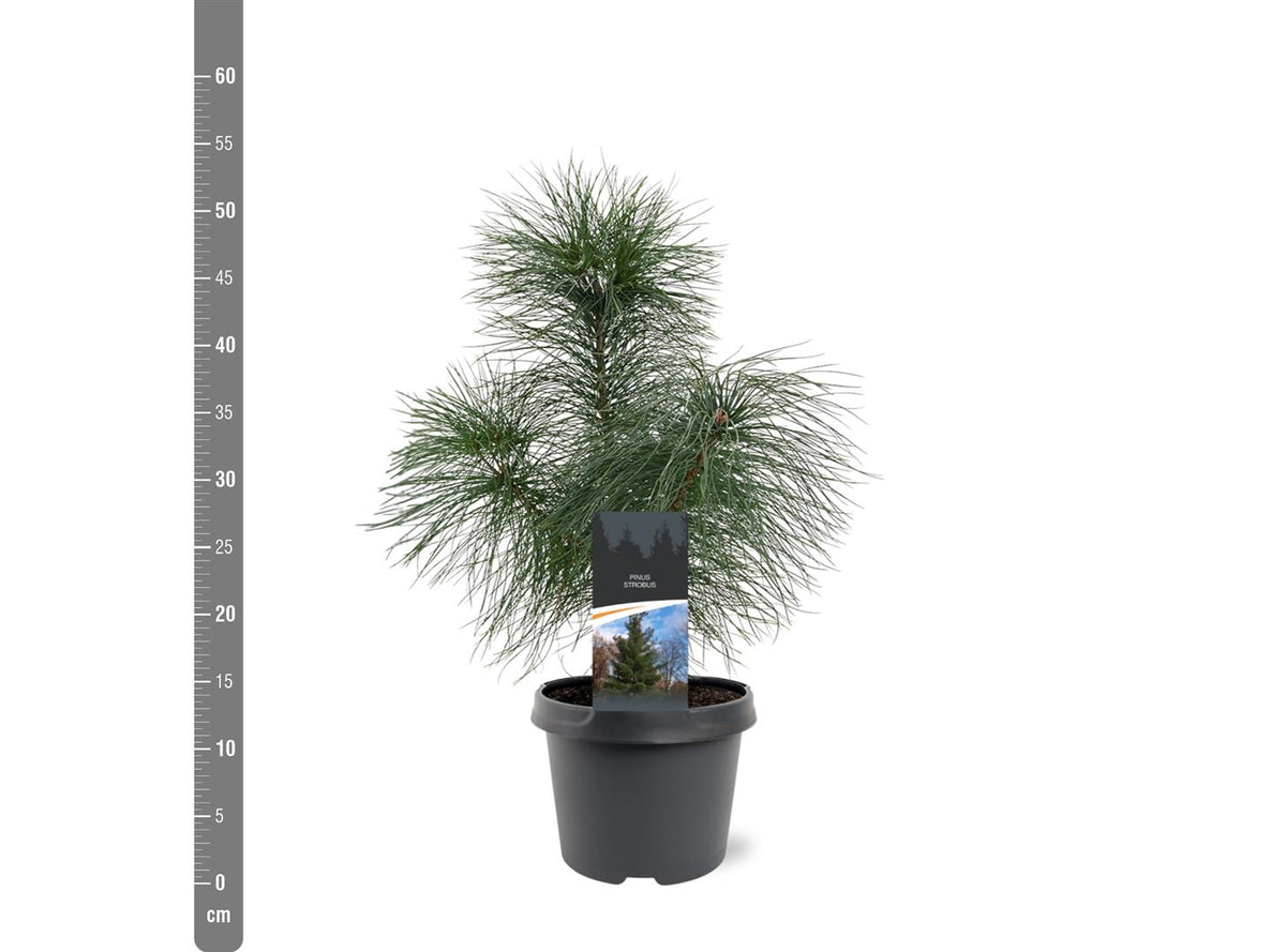 Pinus strobus 30-40 cm, C3 (3 liters kruka)