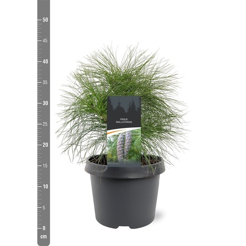 Pinus wallichiana 300-350 cm solitär (rotklump med nät)