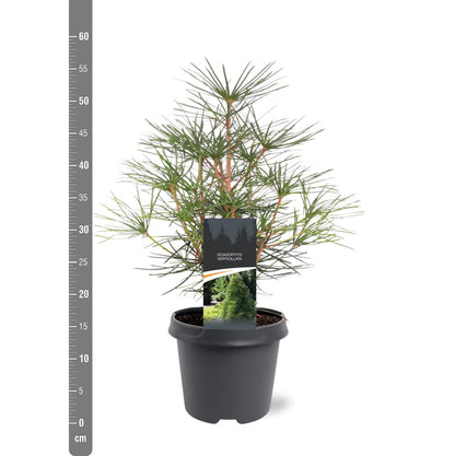 Sciadopitys verticillata 30-40 cm, C5 (5 liters kruka) / 23 cm kruka