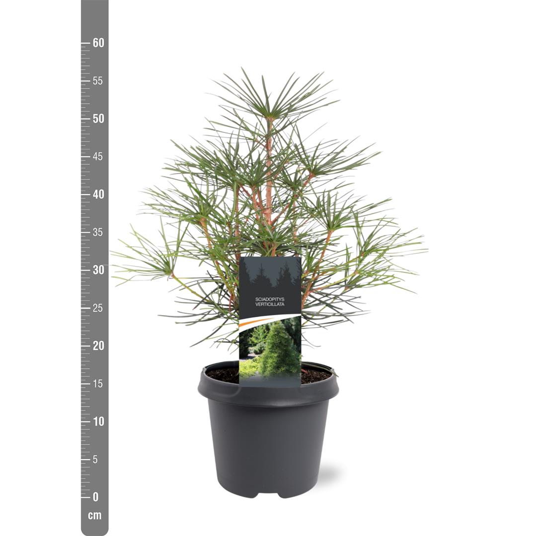 Sciadopitys verticillata C5 (5 liters kruka) 30-40 cm