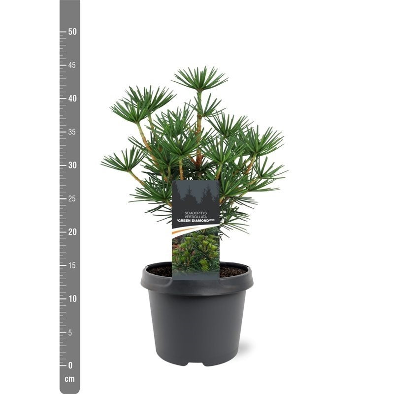 Sciadopitys verticillata &