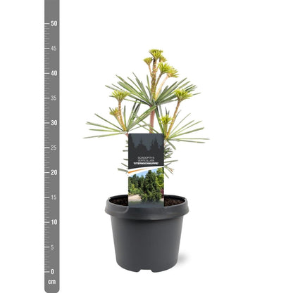 Sciadopitys vert. &